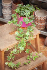 Zdjęcie rosliny doniczkowej Hedera helix Mint Kolibri, ujęcie 4