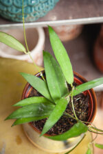 Zdjęcie rosliny doniczkowej Hoya Scortechinii, ujęcie 1