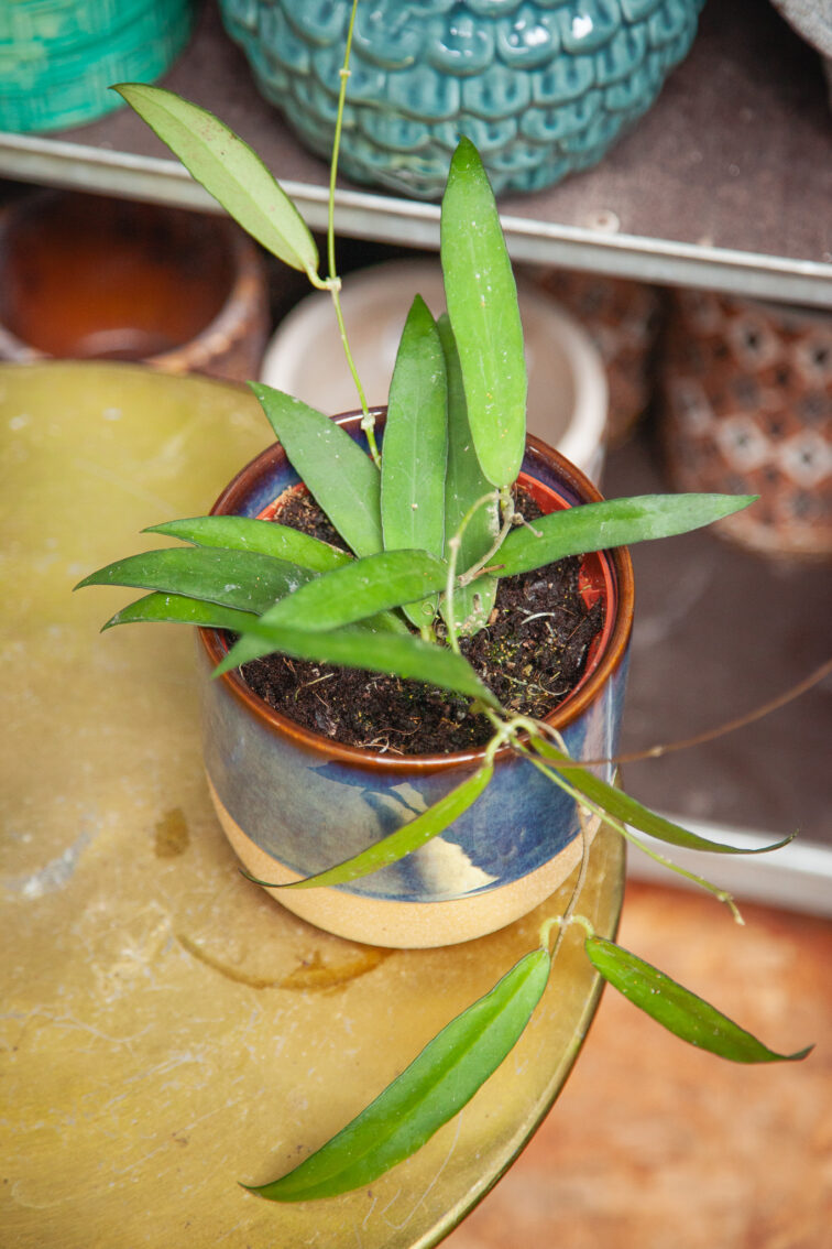 Zdjęcie rosliny doniczkowej Hoya Scortechinii, ujęcie 2