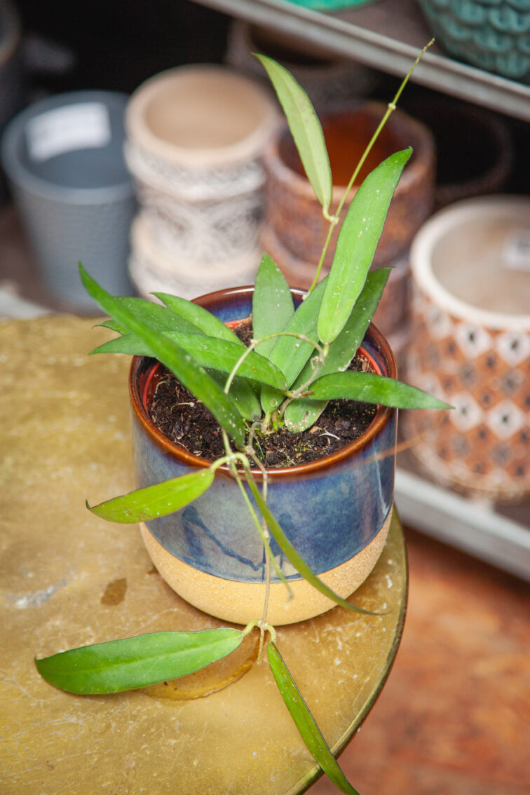 Zdjęcie rosliny doniczkowej Hoya Scortechinii, ujęcie 3