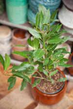 Zdjęcie rosliny doniczkowej Laurus nobilis (wawrzyn szlachetny), ujęcie 1