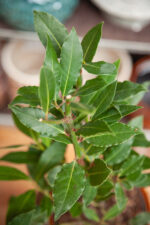 Zdjęcie rosliny doniczkowej Laurus nobilis (wawrzyn szlachetny), ujęcie 2