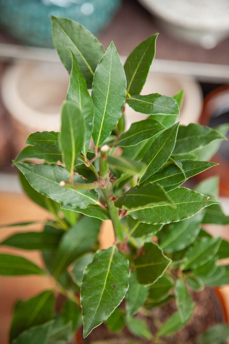 Zdjęcie rosliny doniczkowej Laurus nobilis (wawrzyn szlachetny), ujęcie 2