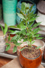 Zdjęcie rosliny doniczkowej Laurus nobilis (wawrzyn szlachetny), ujęcie 3