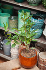 Zdjęcie rosliny doniczkowej Laurus nobilis (wawrzyn szlachetny), ujęcie 4