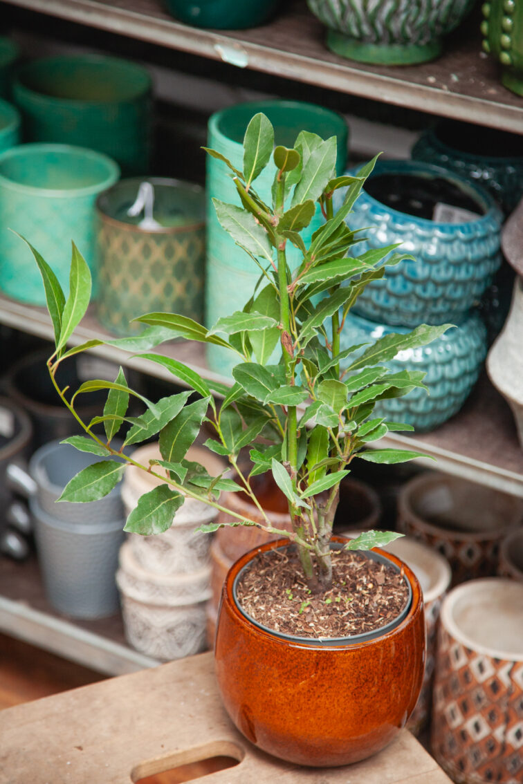 Zdjęcie rosliny doniczkowej Laurus nobilis (wawrzyn szlachetny), ujęcie 4