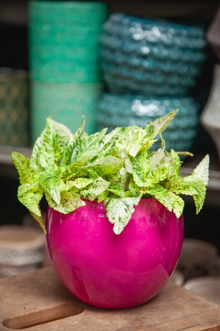 Zdjęcie doniczki lub oslonki: Osłonka Fuksja 12 × 13 cm, ujęcie 2