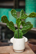 Zdjęcie doniczki lub oslonki: Osłonka Hotel 6 × 8 cm, ujęcie 2