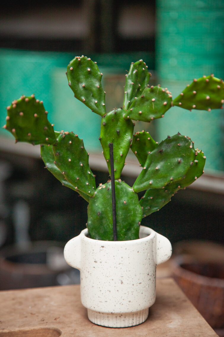 Zdjęcie doniczki lub oslonki: Osłonka Hotel 6 × 8 cm, ujęcie 2