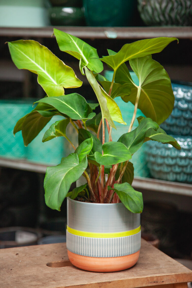 Zdjęcie doniczki lub oslonki: Osłonka Lamperia Grey, ujęcie 3