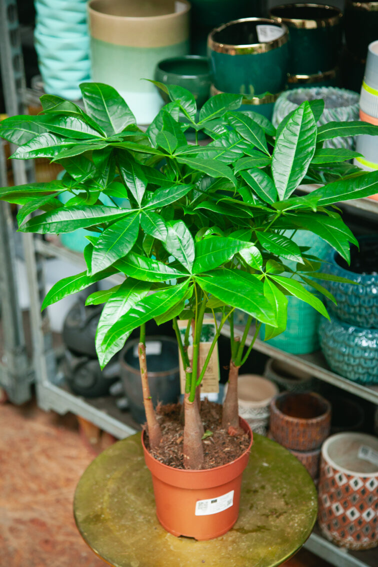 Zdjęcie rosliny doniczkowej Pachira Aquatica, ujęcie 1