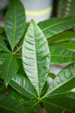 Zdjęcie rosliny doniczkowej Pachira Aquatica, ujęcie 2