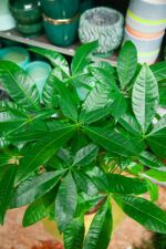 Zdjęcie rosliny doniczkowej Pachira Aquatica, ujęcie 3