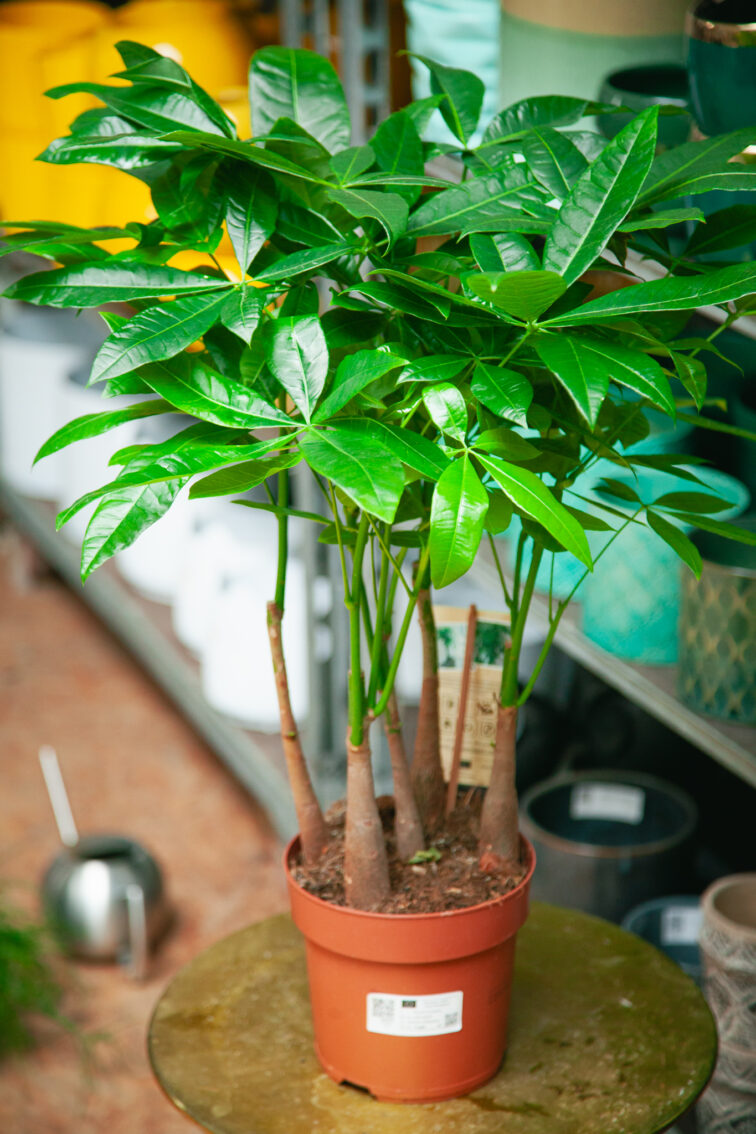 Zdjęcie rosliny doniczkowej Pachira Aquatica, ujęcie 4