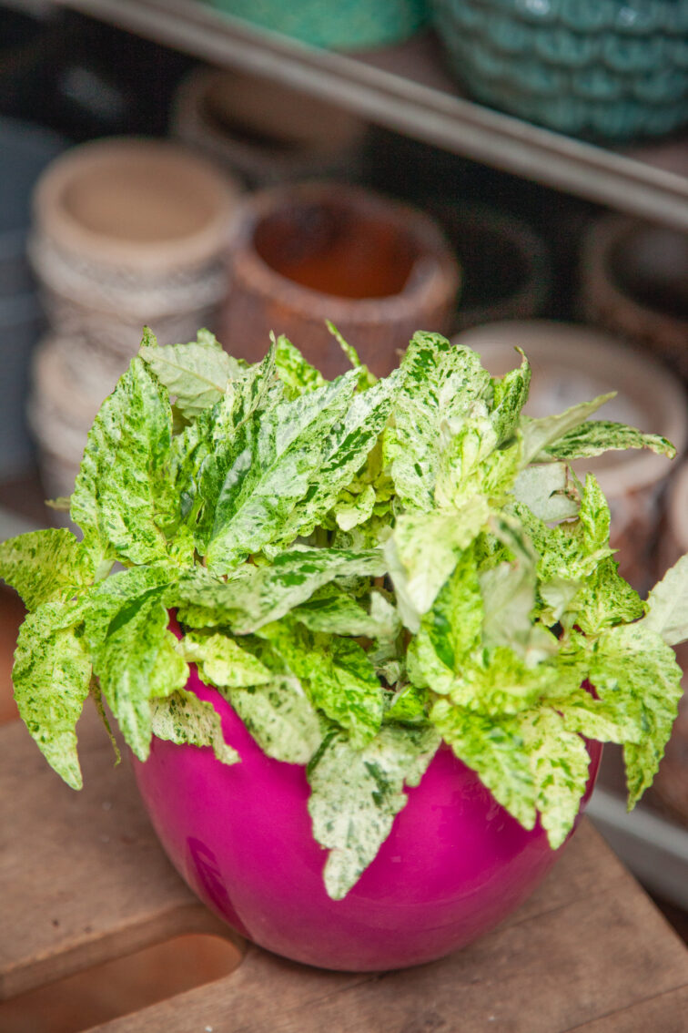 pellionia-repens-variegata_12x20-1_1754741167.jpg Zdjęcie rosliny doniczkowej Pellionia repens variegata, ujęcie 1