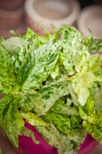 Zdjęcie rosliny doniczkowej Pellionia repens variegata, ujęcie 2