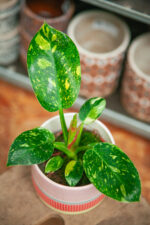 Zdjęcie rosliny doniczkowej Philodendron Green Congo Hybrid, ujęcie 1