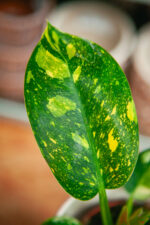 Zdjęcie rosliny doniczkowej Philodendron Green Congo Hybrid, ujęcie 2