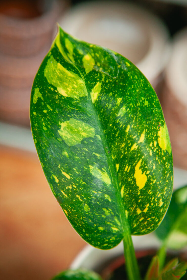Zdjęcie rosliny doniczkowej Philodendron Green Congo Hybrid, ujęcie 2