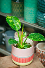 Zdjęcie rosliny doniczkowej Philodendron Green Congo Hybrid, ujęcie 3