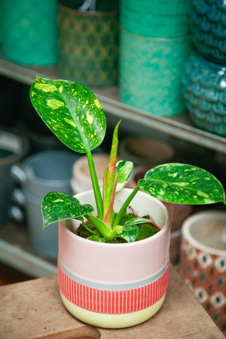 Zdjęcie rosliny doniczkowej Philodendron Green Congo Hybrid, ujęcie 3