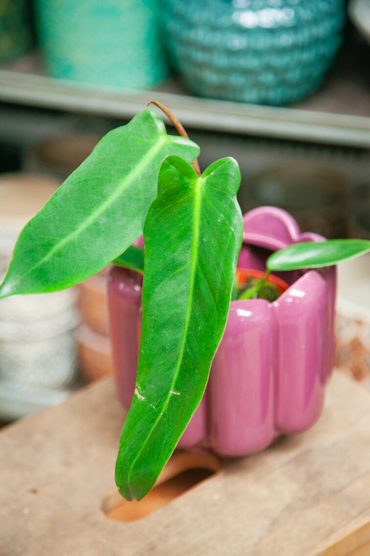 Zdjęcie rosliny doniczkowej Philodendron Spiritus Sanctii, ujęcie 1