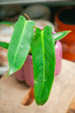 Zdjęcie rosliny doniczkowej Philodendron Spiritus Sanctii, ujęcie 2