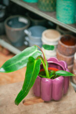 Zdjęcie rosliny doniczkowej Philodendron Spiritus Sanctii, ujęcie 3