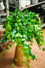 Zdjęcie rosliny doniczkowej Aeschynanthus Mona Lisa (Eszynantus), ujęcie 1