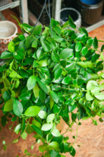 Zdjęcie rosliny doniczkowej Aeschynanthus Mona Lisa (Eszynantus), ujęcie 2