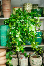 Zdjęcie rosliny doniczkowej Aeschynanthus Mona Lisa (Eszynantus), ujęcie 3