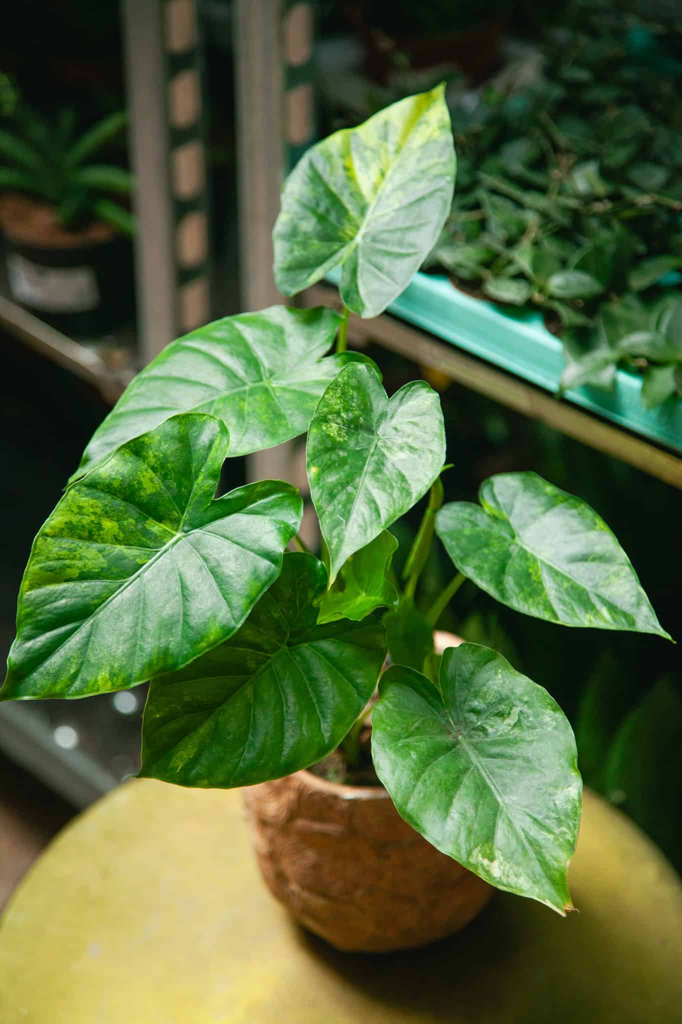 Zdjęcie rosliny doniczkowej Alocasia macrorrhiza Aurea variegata, ujęcie 1