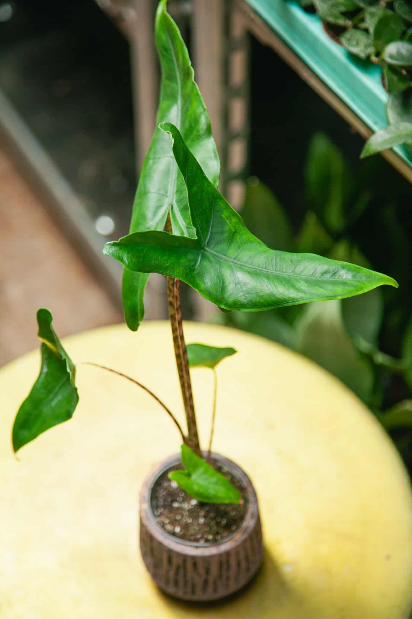 Zdjęcie rosliny doniczkowej Alocasia Zebrina, ujęcie 1