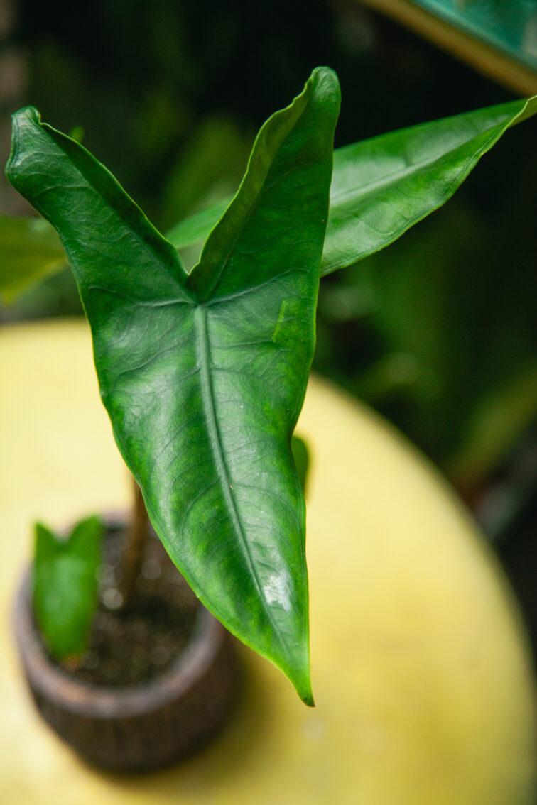 Zdjęcie rosliny doniczkowej Alocasia Zebrina, ujęcie 2