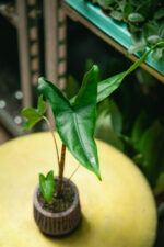 Zdjęcie rosliny doniczkowej Alocasia Zebrina, ujęcie 3