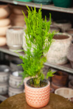 Zdjęcie rosliny doniczkowej Asparagus setaceus Pyramidalis, ujęcie 1
