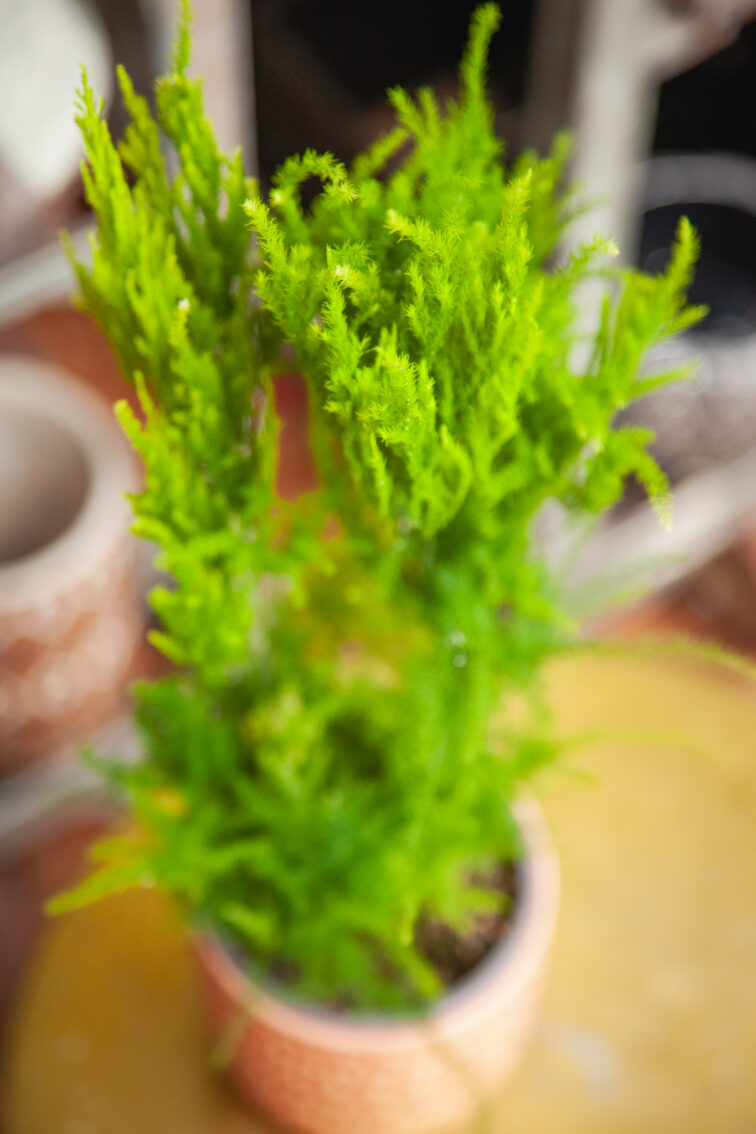 Zdjęcie rosliny doniczkowej Asparagus setaceus Pyramidalis, ujęcie 2