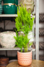 Zdjęcie rosliny doniczkowej Asparagus setaceus Pyramidalis, ujęcie 3