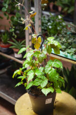 Zdjęcie rosliny doniczkowej Cissus rhombifolia (Winnik rombowaty), ujęcie 1