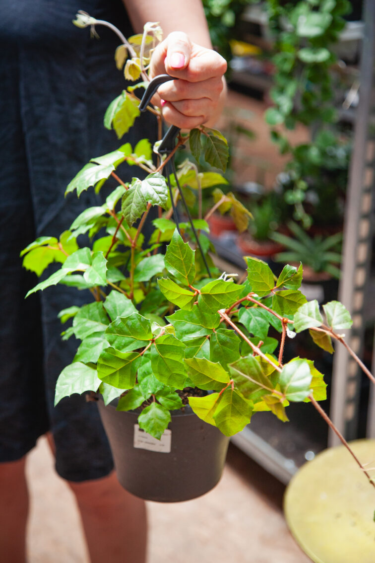 Zdjęcie rosliny doniczkowej Cissus rhombifolia (Winnik rombowaty), ujęcie 2