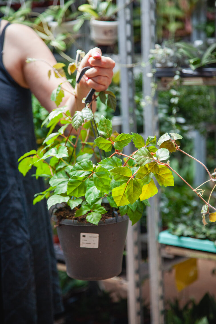 Zdjęcie rosliny doniczkowej Cissus rhombifolia (Winnik rombowaty), ujęcie 3