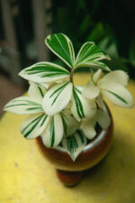 Zdjęcie rosliny doniczkowej Costus Arabicus Variegatus, ujęcie 1