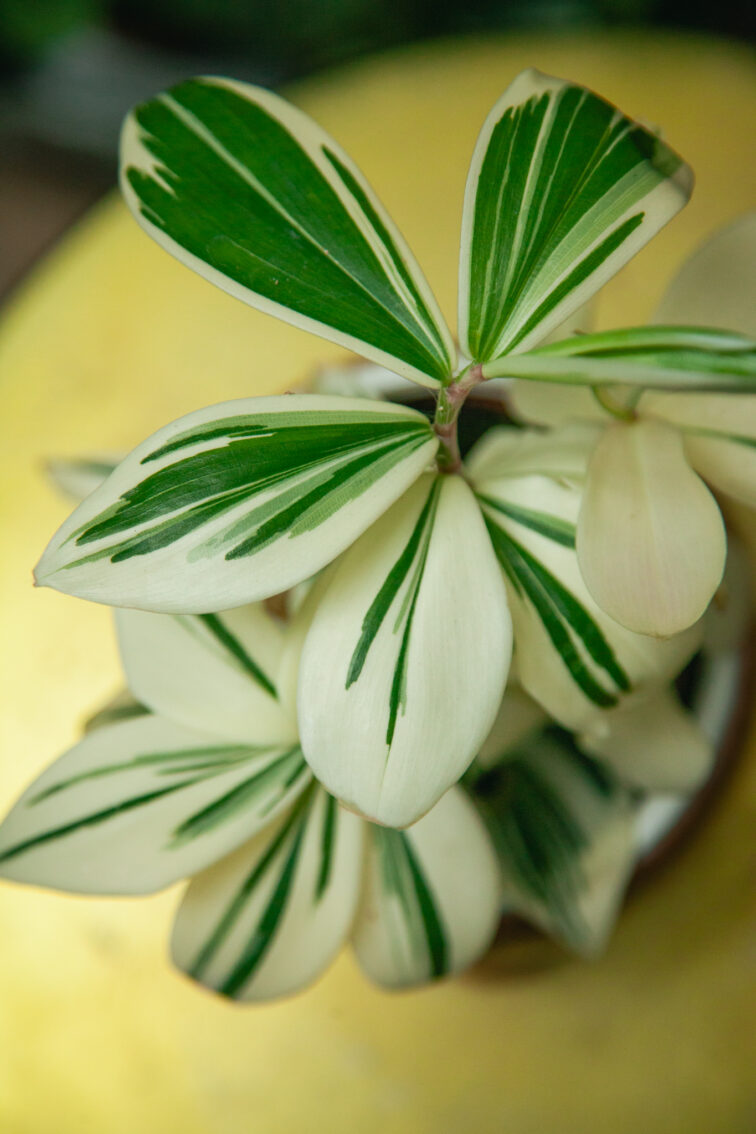 Zdjęcie rosliny doniczkowej Costus Arabicus Variegatus, ujęcie 2