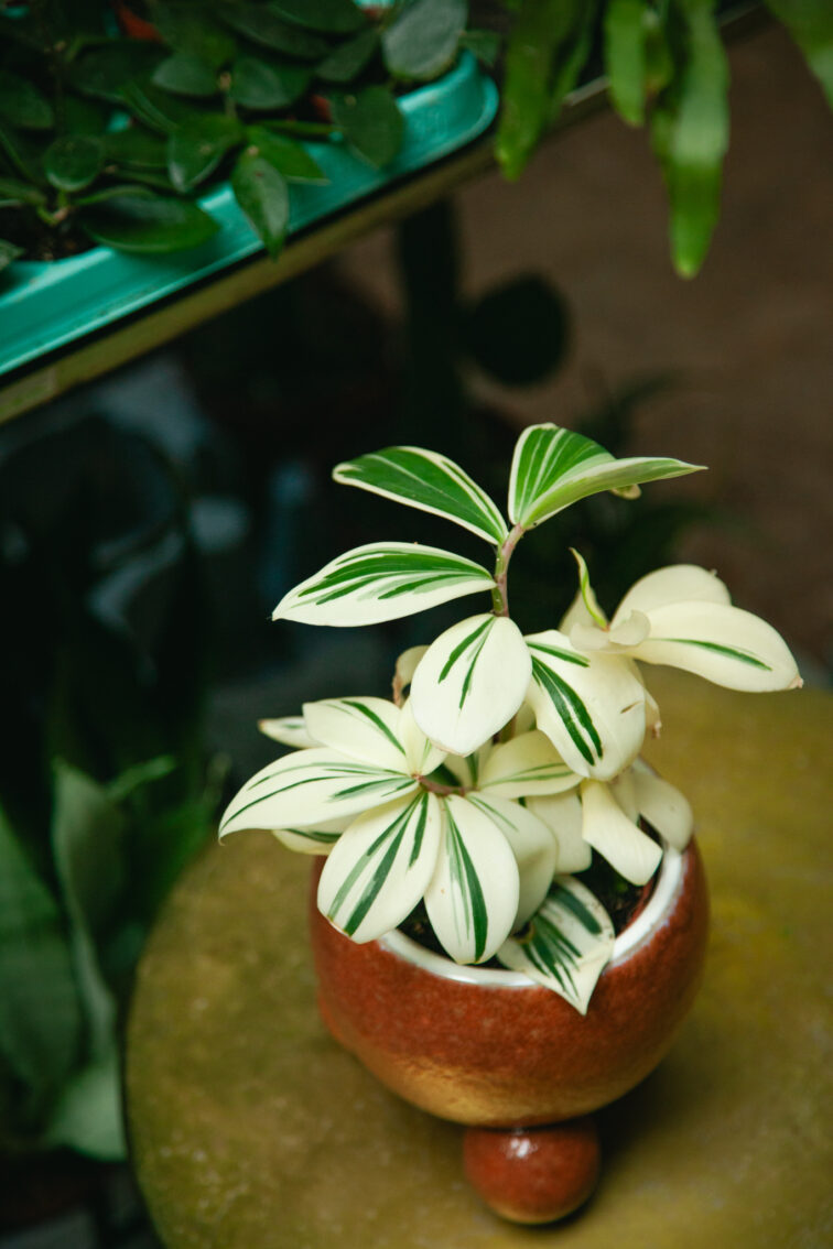 Zdjęcie rosliny doniczkowej Costus Arabicus Variegatus, ujęcie 3