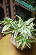 Zdjęcie rosliny doniczkowej Dracaena Godseffiana silver, ujęcie 1
