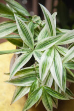 Zdjęcie rosliny doniczkowej Dracaena Godseffiana silver, ujęcie 2