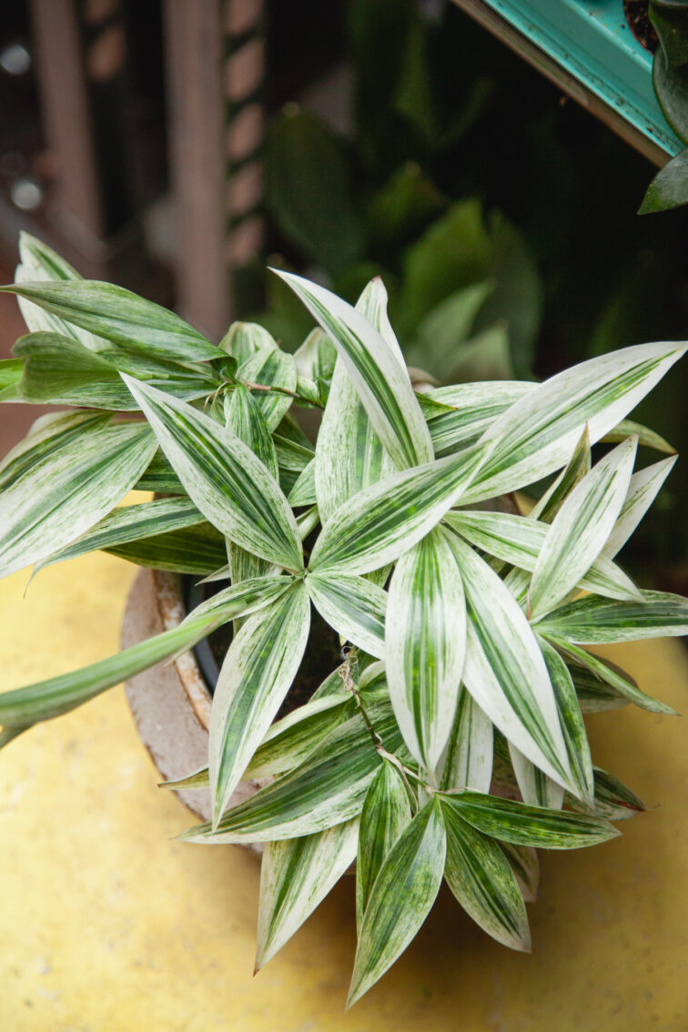 Zdjęcie rosliny doniczkowej Dracaena Godseffiana silver, ujęcie 3