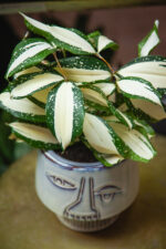 Zdjęcie rosliny doniczkowej Dracaena Milky Way, ujęcie 1