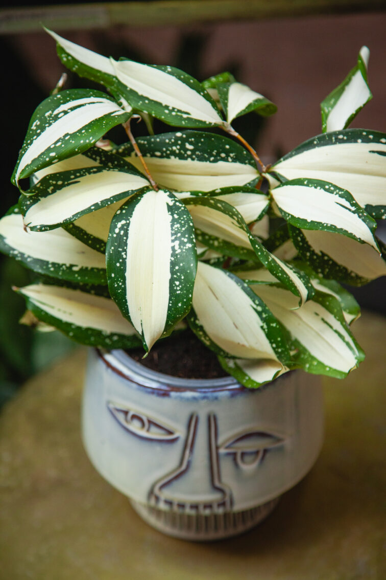 Zdjęcie rosliny doniczkowej Dracaena Milky Way, ujęcie 1