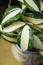 Zdjęcie rosliny doniczkowej Dracaena Milky Way, ujęcie 2